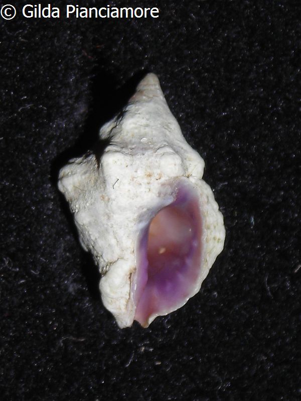 no photo for this shell